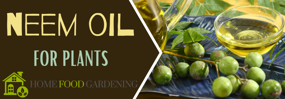 Can olive oil be used as a horticultural oil